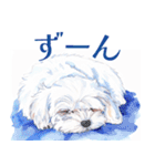 水彩感じるマルチーズスタンプ（個別スタンプ：12）