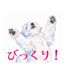 水彩感じるマルチーズスタンプ（個別スタンプ：16）
