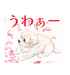 水彩感じるマルチーズスタンプ（個別スタンプ：30）