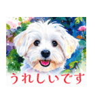 水彩感じるマルチーズスタンプ（個別スタンプ：35）