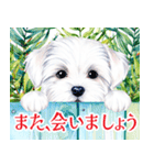 水彩感じるマルチーズスタンプ（個別スタンプ：40）