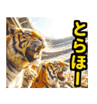 大阪神戸の野球好き虎ファン向け5とらほー（個別スタンプ：10）