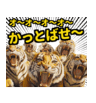 大阪神戸の野球好き虎ファン向け5とらほー（個別スタンプ：26）