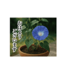 THE夏（個別スタンプ：2）