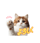にゃんずの日常にゃん（個別スタンプ：4）