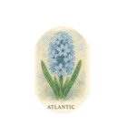 ヒヤシンスの花シリーズ:Hyacinth flowers（個別スタンプ：12）