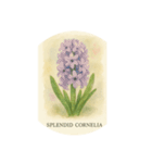 ヒヤシンスの花シリーズ:Hyacinth flowers（個別スタンプ：15）