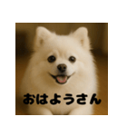 白 ポメラニアン 日常 関西弁（個別スタンプ：1）