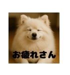 白 ポメラニアン 日常 関西弁（個別スタンプ：2）