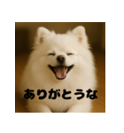 白 ポメラニアン 日常 関西弁（個別スタンプ：3）