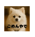 白 ポメラニアン 日常 関西弁（個別スタンプ：4）