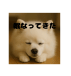 白 ポメラニアン 日常 関西弁（個別スタンプ：5）