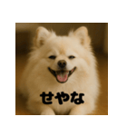 白 ポメラニアン 日常 関西弁（個別スタンプ：7）