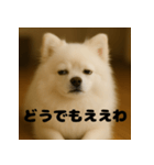白 ポメラニアン 日常 関西弁（個別スタンプ：11）