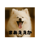白 ポメラニアン 日常 関西弁（個別スタンプ：12）