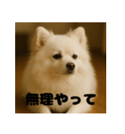 白 ポメラニアン 日常 関西弁（個別スタンプ：13）