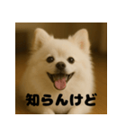 白 ポメラニアン 日常 関西弁（個別スタンプ：14）