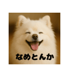 白 ポメラニアン 日常 関西弁（個別スタンプ：15）