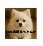 白 ポメラニアン 日常 関西弁（個別スタンプ：16）