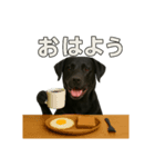 リアルブラックラブ(日常)（個別スタンプ：1）