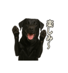 リアルブラックラブ(日常)（個別スタンプ：3）