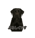 リアルブラックラブ(日常)（個別スタンプ：4）