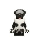 リアルブラックラブ(日常)（個別スタンプ：13）