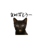 黒猫ちゃんの声（個別スタンプ：1）
