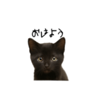 黒猫ちゃんの声（個別スタンプ：4）