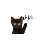 黒猫ちゃんの声（個別スタンプ：5）