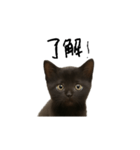 黒猫ちゃんの声（個別スタンプ：6）