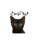黒猫ちゃんの声（個別スタンプ：8）