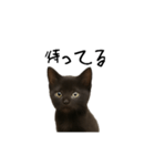 黒猫ちゃんの声（個別スタンプ：9）