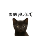 黒猫ちゃんの声（個別スタンプ：10）