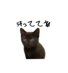 黒猫ちゃんの声（個別スタンプ：11）