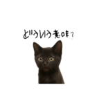 黒猫ちゃんの声（個別スタンプ：12）