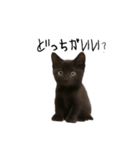 黒猫ちゃんの声（個別スタンプ：13）