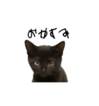 黒猫ちゃんの声（個別スタンプ：16）