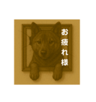 犬のトリックアート2(中型犬)（個別スタンプ：4）