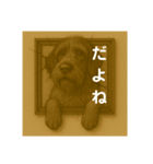 犬のトリックアート2(中型犬)（個別スタンプ：29）