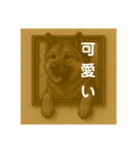 犬のトリックアート2(中型犬)（個別スタンプ：30）