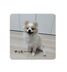 ポメラニアン こむぎくん（個別スタンプ：1）