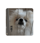 ポメラニアン こむぎくん（個別スタンプ：6）