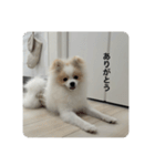 ポメラニアン こむぎくん（個別スタンプ：9）