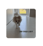 ポメラニアン こむぎくん（個別スタンプ：10）