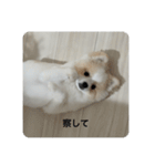 ポメラニアン こむぎくん（個別スタンプ：16）