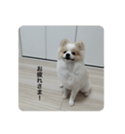 ポメラニアン こむぎくん（個別スタンプ：21）