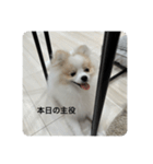ポメラニアン こむぎくん（個別スタンプ：24）