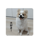 ポメラニアン こむぎくん（個別スタンプ：30）