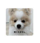ポメラニアン こむぎくん（個別スタンプ：31）